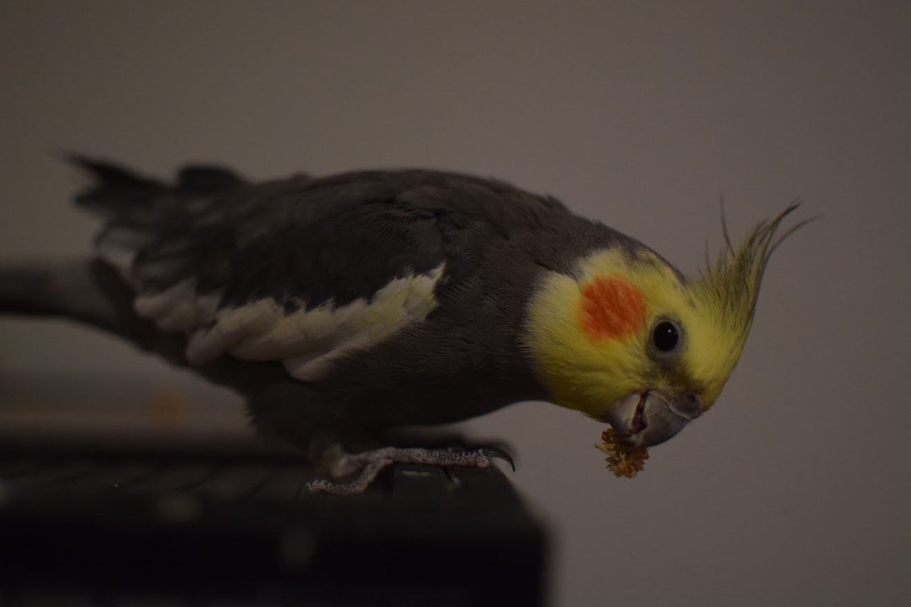 cute cockatiel